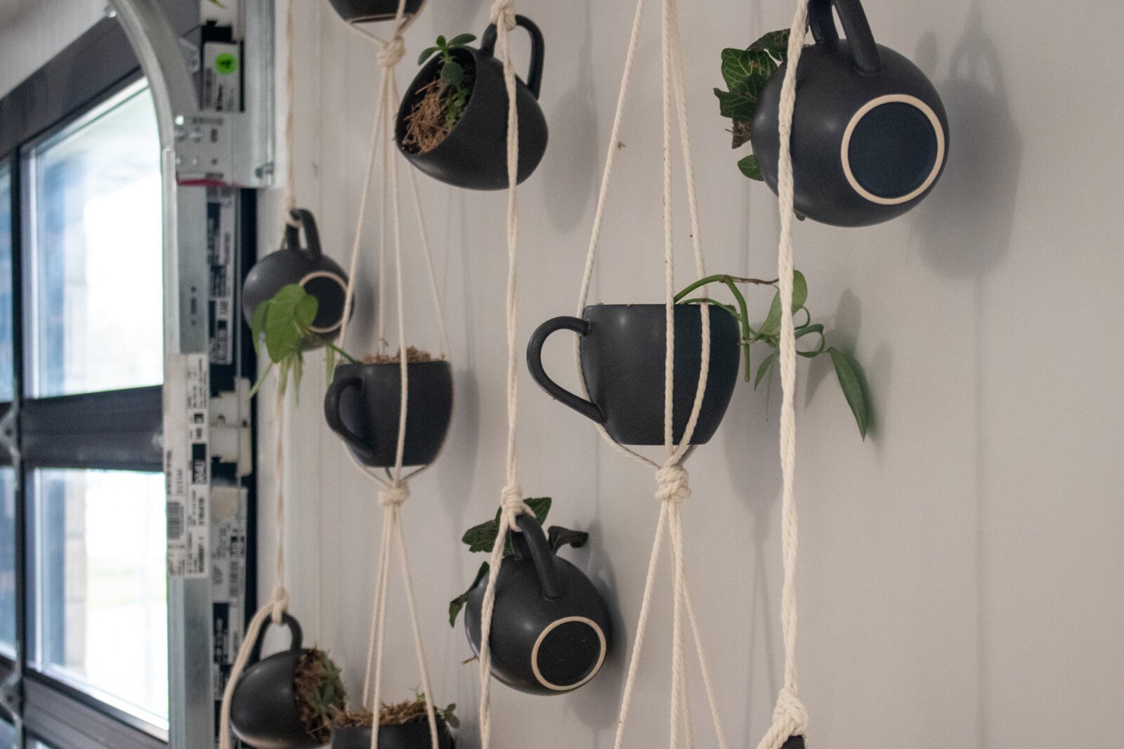 Plants in coffee cups hang from the wall at The Hive.