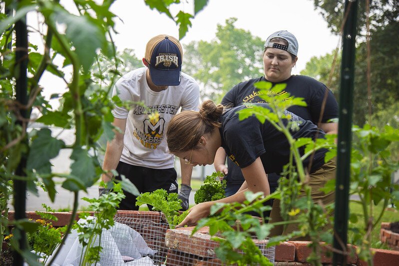 Manchester University students volunteering at a community garden.