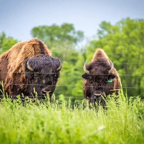 Bison from Eel River Bison Ranch.