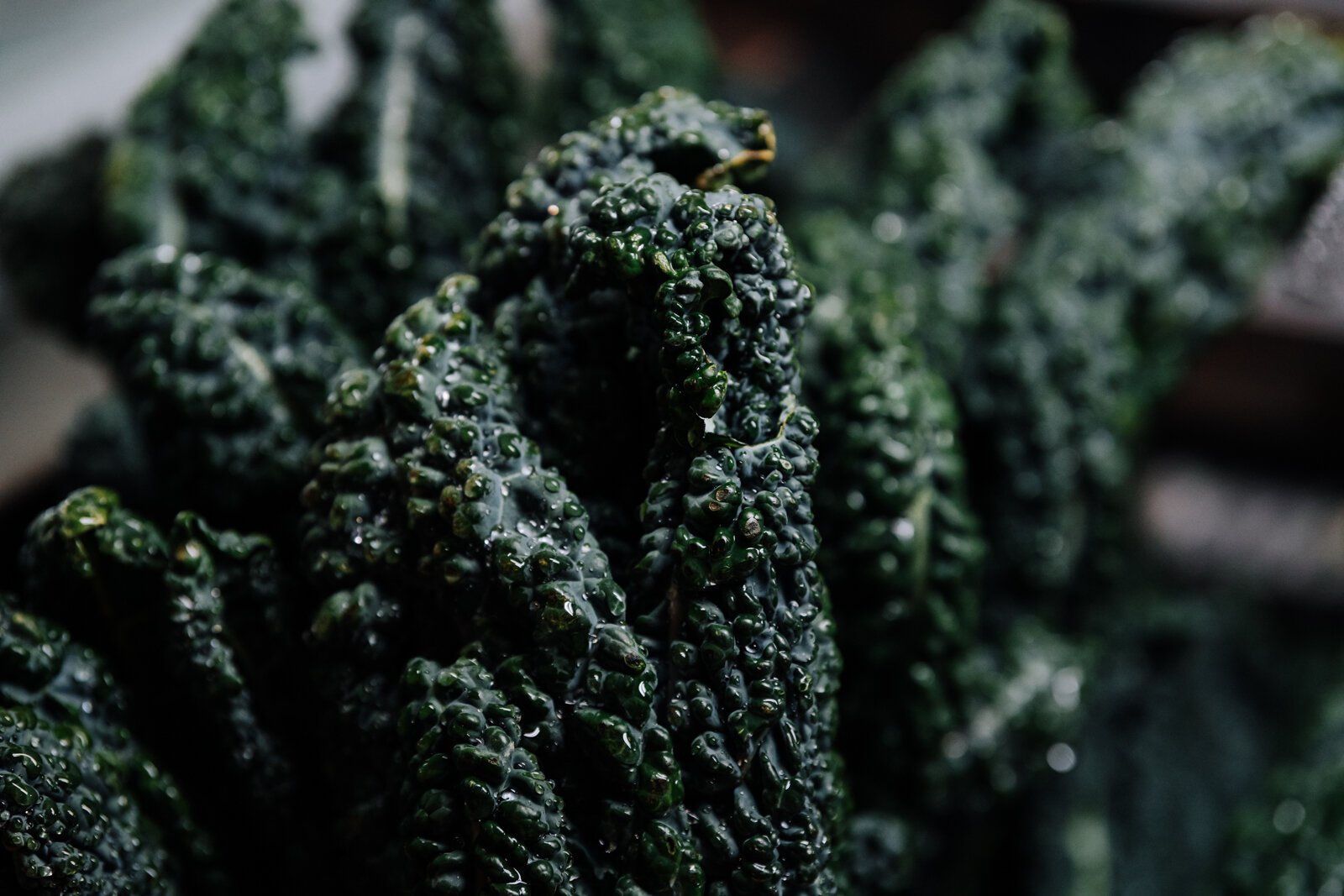 Organic Lacinato Kale at Plowshares At The Market.