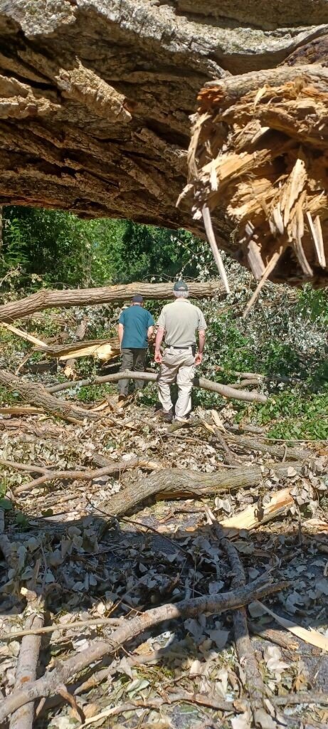 A road in Fox Island Park covered in branches and a large fallen tree after the storm.