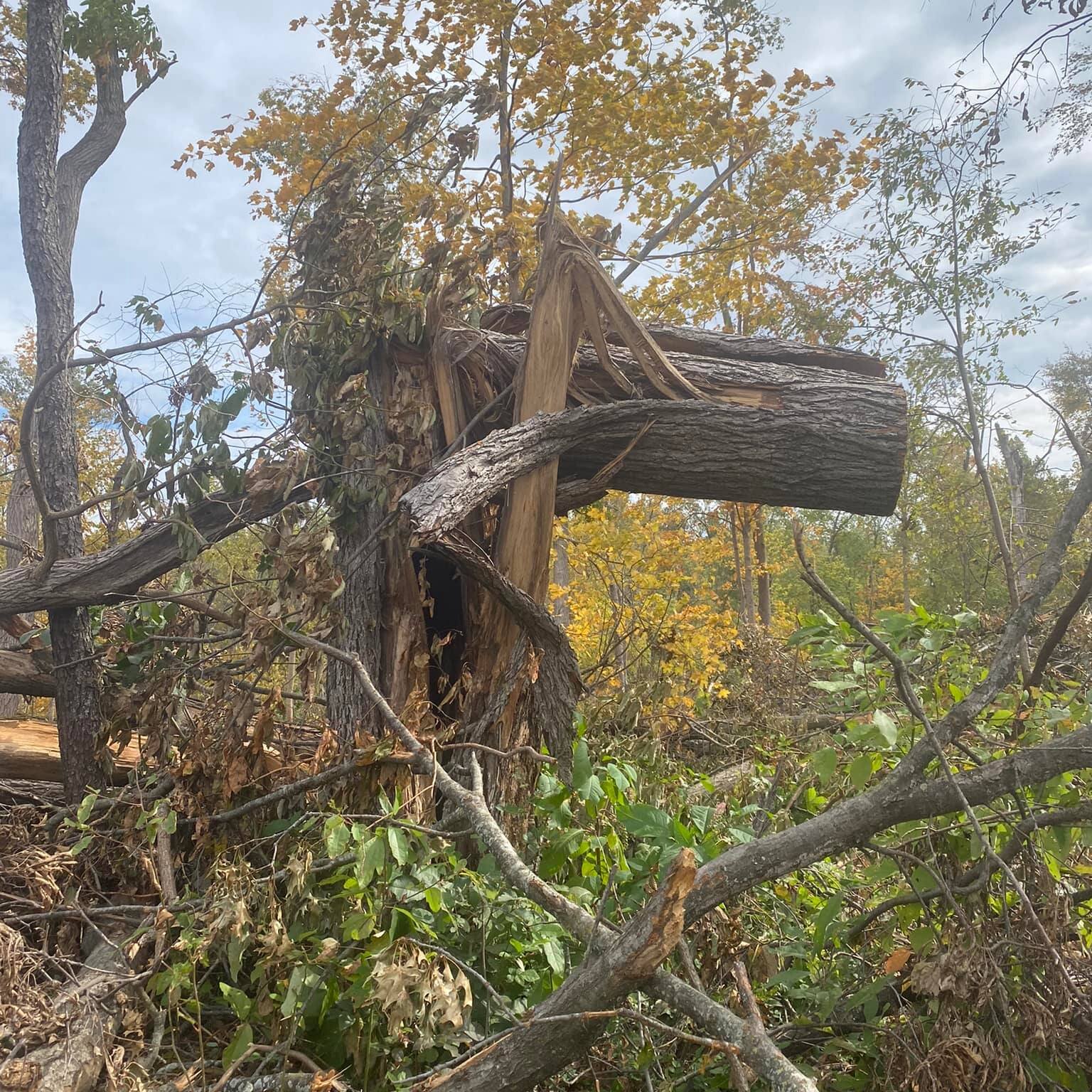 Many trees across the park were knocked over during the 2022 derecho.